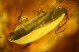 Detailed Fossil Caddisfly (Trichoptera) In Baltic Amber #159893-1
